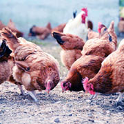 Chicken and meat supply